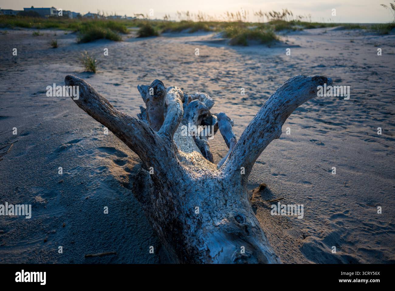 Driftwood on Beach at Isle of Palms Caroline du Sud // ISLE OF PALMS, Caroline du Sud — Driftwood se trouve sur la plage de sable de l'Isle of Palms, Caroline du Sud, tôt le matin. Le bois altéré est un spectacle commun sur les rives de cette île barrière, façonné par les courants océaniques et les marées. Isle of Palms est une ville côtière du comté de Charleston, connue pour ses plages et sa communauté de villégiature. La lumière tôt le matin projette de longues ombres sur les dunes de sable, qui sont végétalisées avec de l'avoine de mer. L'île fait partie de la région métropolitaine de Charleston et une destination populaire pour les visiteurs en quête de soleil et de mer. Banque D'Images