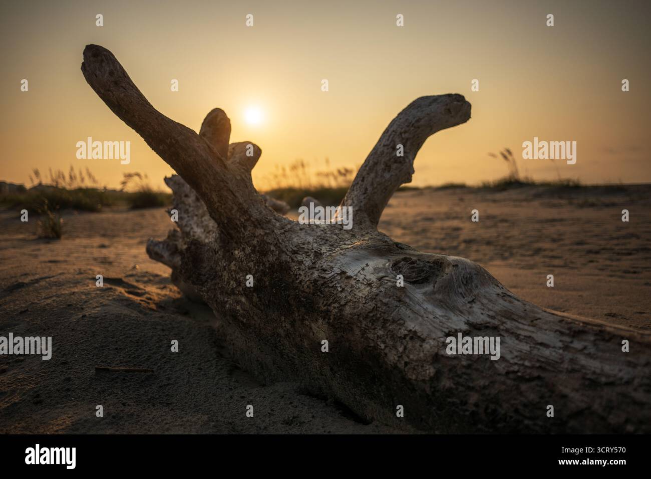Driftwood on Beach at Sunrise Isle of Palms Caroline du Sud // ISLE OF PALMS, Caroline du Sud — Driftwood se trouve sur la plage de sable au lever du soleil tôt le matin. Cette scène côtière est capturée sur l'île de Palms, une ville insulaire barrière dans le comté de Charleston. L'île est connue pour ses vastes plages et sert de communauté de villégiature populaire. L'île de Palms fait partie de la région métropolitaine de Charleston. Il est situé au large de la côte atlantique dans le sud-est des États-Unis. Banque D'Images