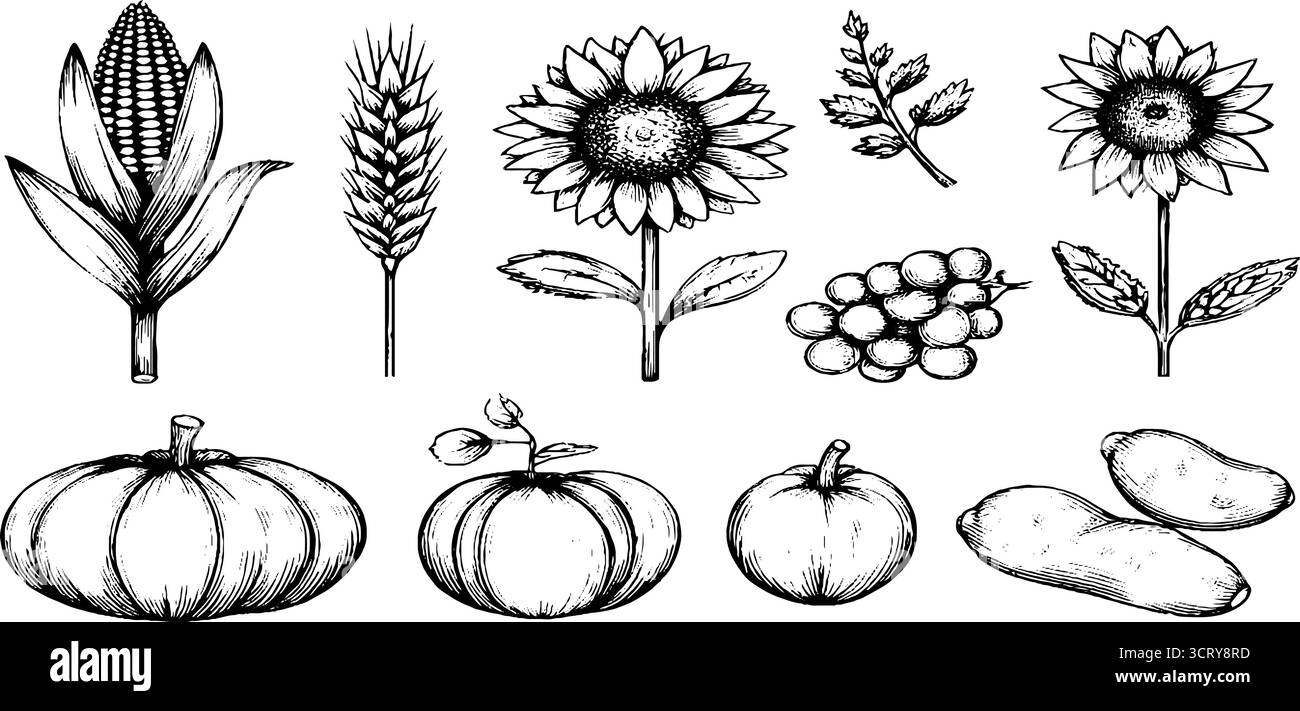 Ensemble de doodle dessiné à la main de blé, de maïs, de tournesol et de légumes de récolte pour la conception de la saison d'automne. Illustration de Vecteur