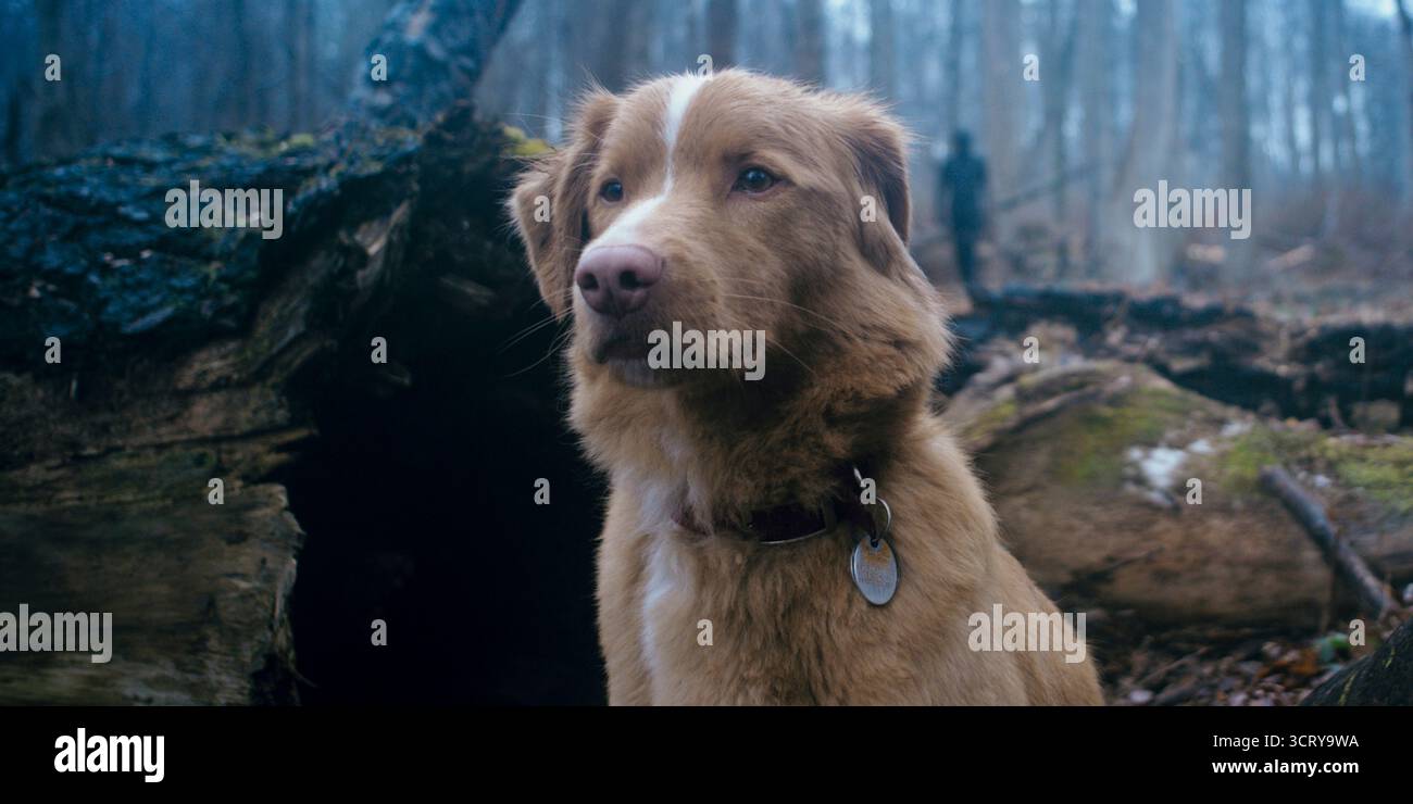 Good Boy (2025) réalisé par Ben Leonberg et mettant en vedette Indy, un chien fidèle qui déménage dans une maison familiale rurale avec son propriétaire Todd, seulement pour découvrir des forces surnaturelles qui se cachent dans l'ombre ; alors que des entités sombres menacent son compagnon humain. Publcity toujours À USAGE ÉDITORIAL EXCLUSIF. Crédit : BFA / frémissements Banque D'Images