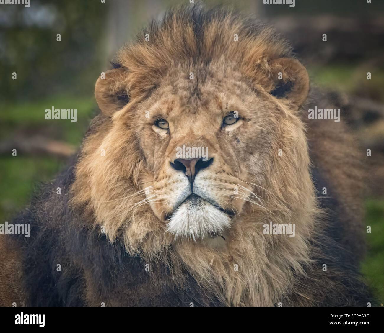 Lion d’Afrique Banque D'Images