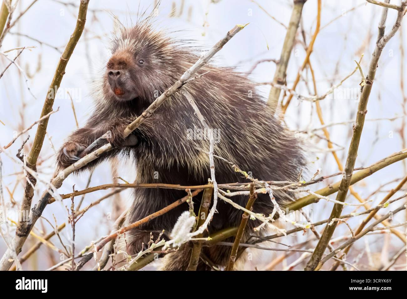 Porcupine ; Amérique du Nord ; États-Unis ; Alaska ; Parc national Denali; faune ; Porcupine ; Erethizon dorsatum ; printemps Banque D'Images
