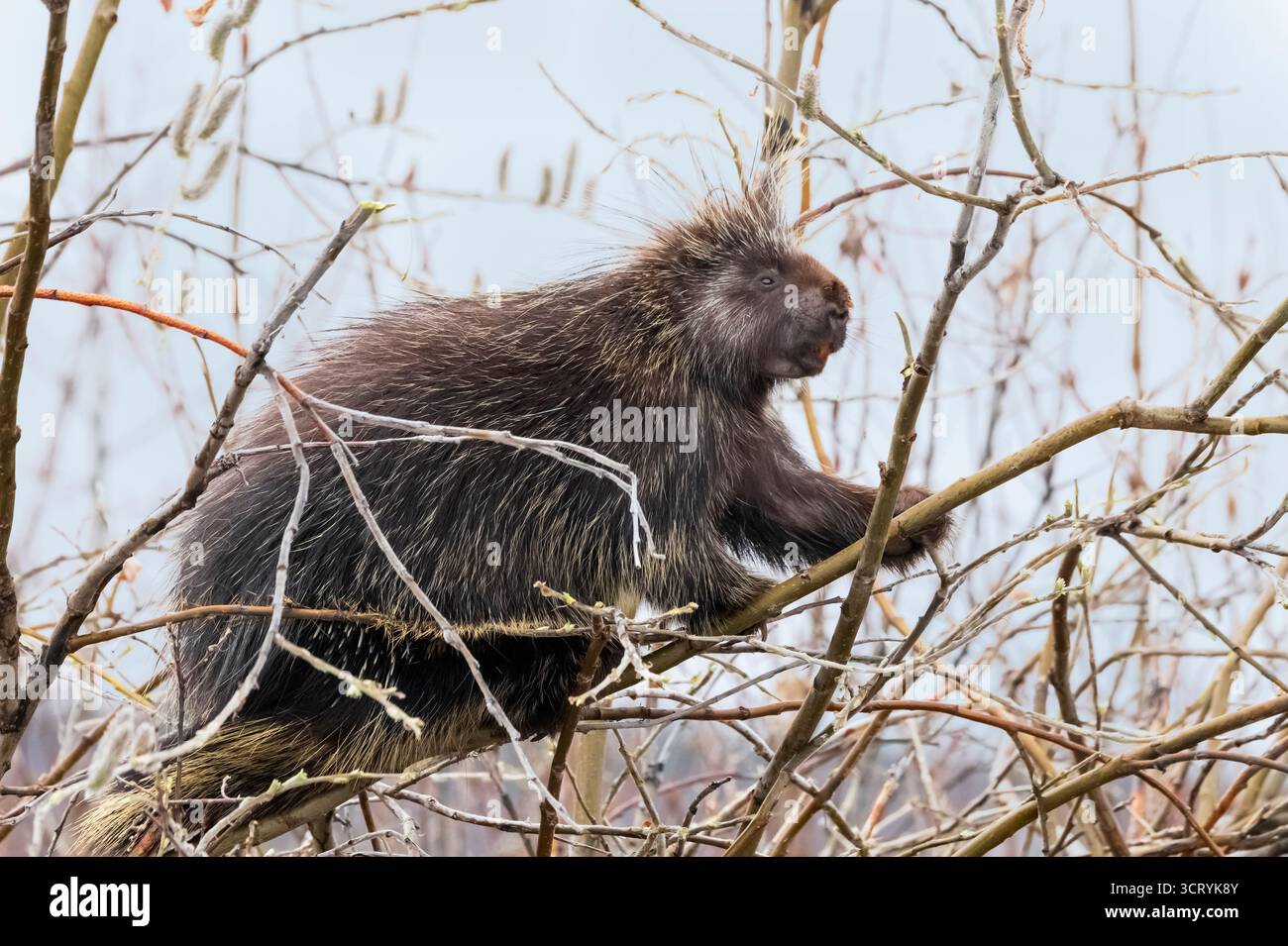 Porcupine ; Amérique du Nord ; États-Unis ; Alaska ; Parc national Denali; faune ; Porcupine ; Erethizon dorsatum ; printemps Banque D'Images