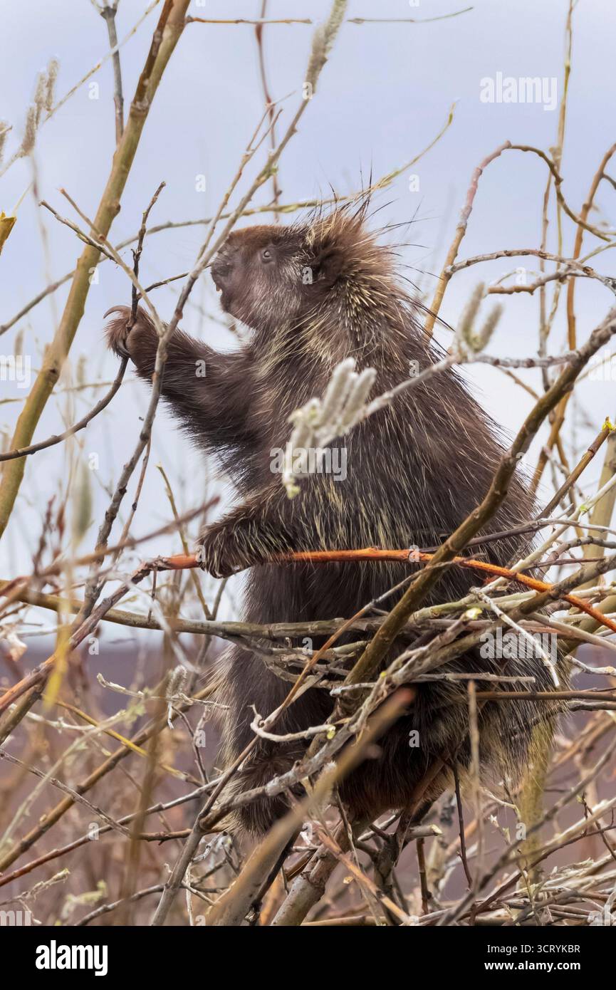 Porcupine ; Amérique du Nord ; États-Unis ; Alaska ; Parc national Denali; faune ; Porcupine ; Erethizon dorsatum ; printemps Banque D'Images