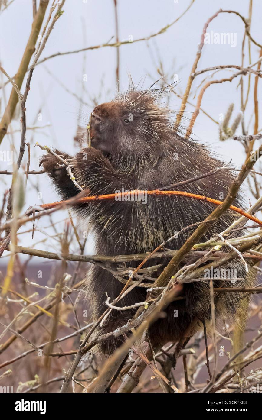 Porcupine ; Amérique du Nord ; États-Unis ; Alaska ; Parc national Denali; faune ; Porcupine ; Erethizon dorsatum ; printemps Banque D'Images