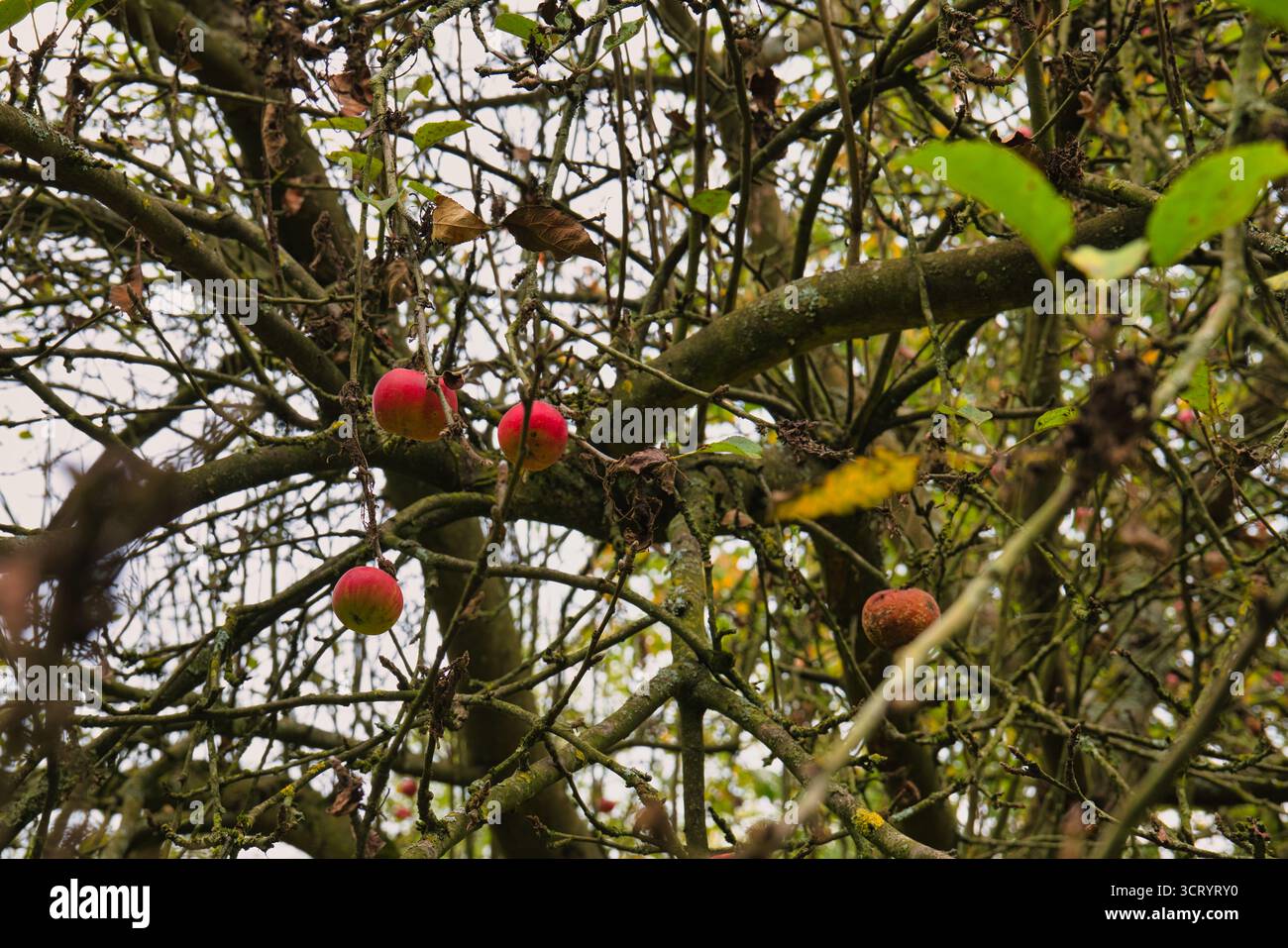 Pommes rouges sur de vieilles branches de pommier dans la campagne verger la saison d'automne Banque D'Images