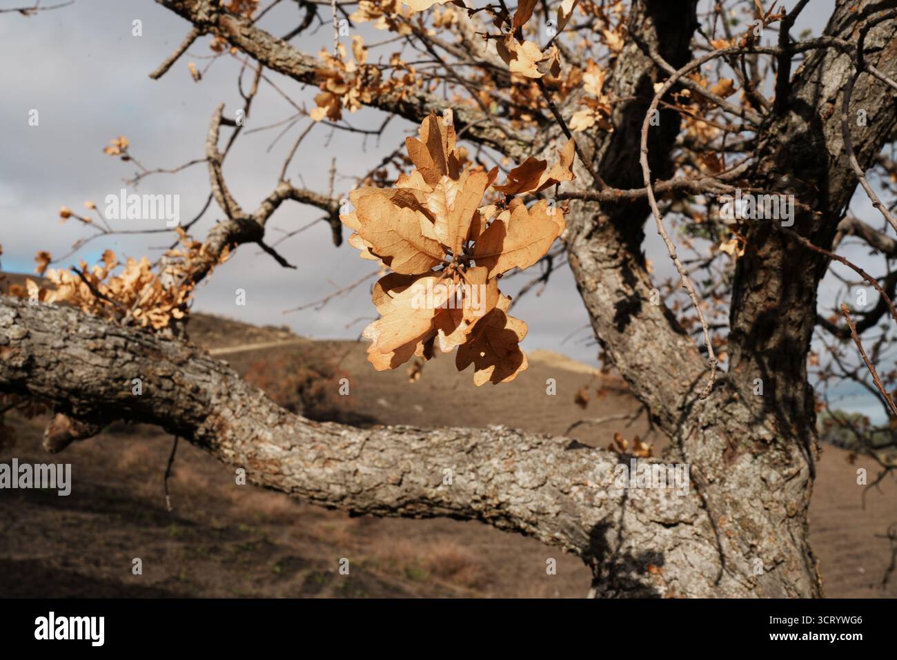 Des feuilles de chêne sèches s'accrochent à une branche à la fin de l'automne à Black Diamond Mines, capturant la beauté sauvage du changement saisonnier contre les collines dorées. Banque D'Images