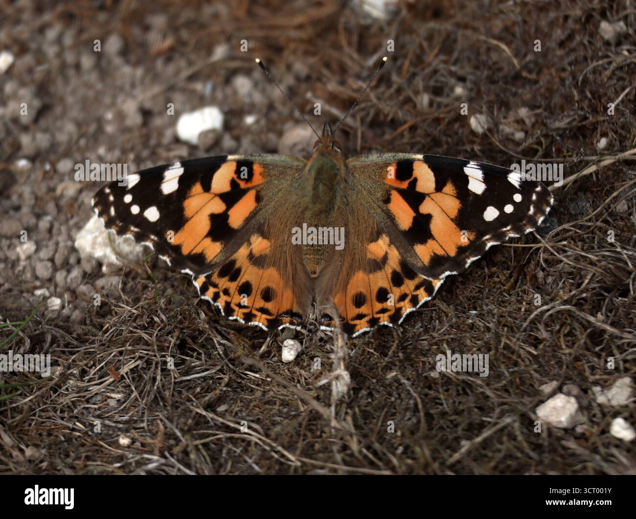 Un papillon peint Lady repose sur un sol crayeux dans le Sussex Banque D'Images