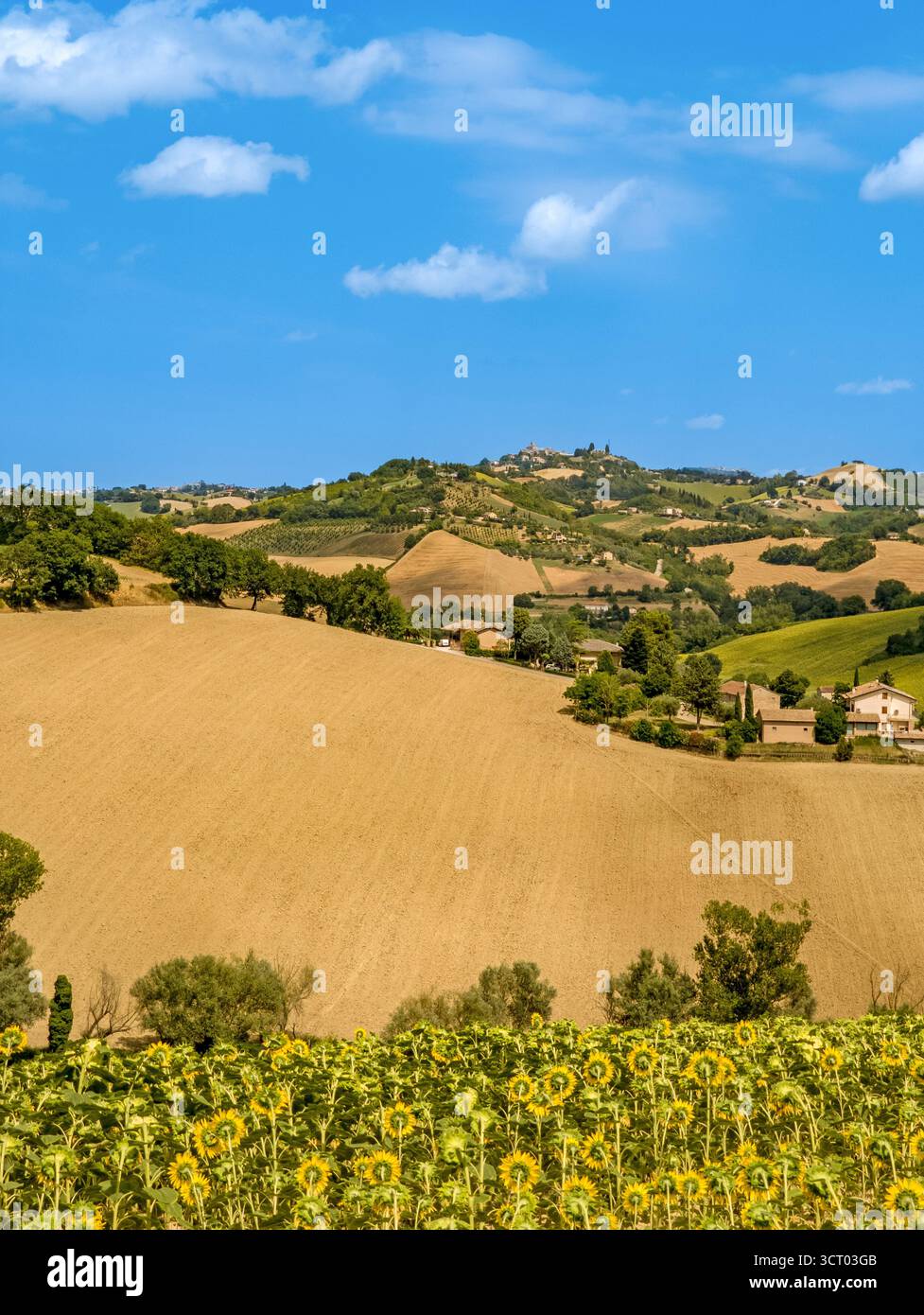 Paysage en Italie, province des Marches,, paysage rural, avec champ de tournesol Banque D'Images