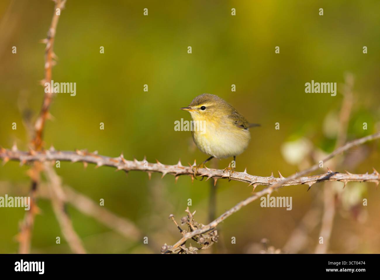 Paruline de saule Phylloscopus trochilus, adulte perché sur ronce, Suffolk, Angleterre, septembre Banque D'Images