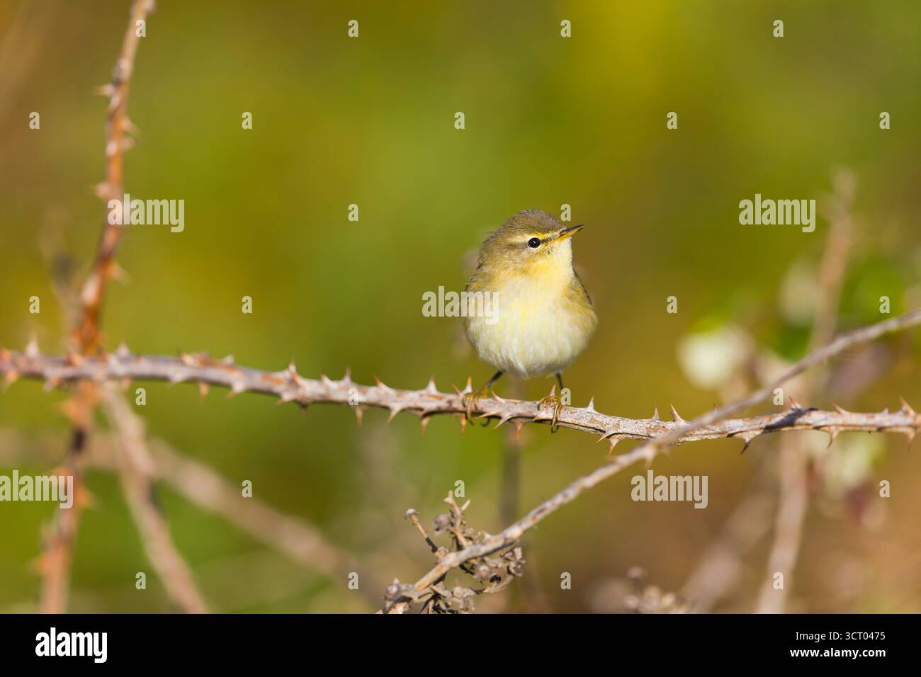 Paruline de saule Phylloscopus trochilus, adulte perché sur ronce, Suffolk, Angleterre, septembre Banque D'Images