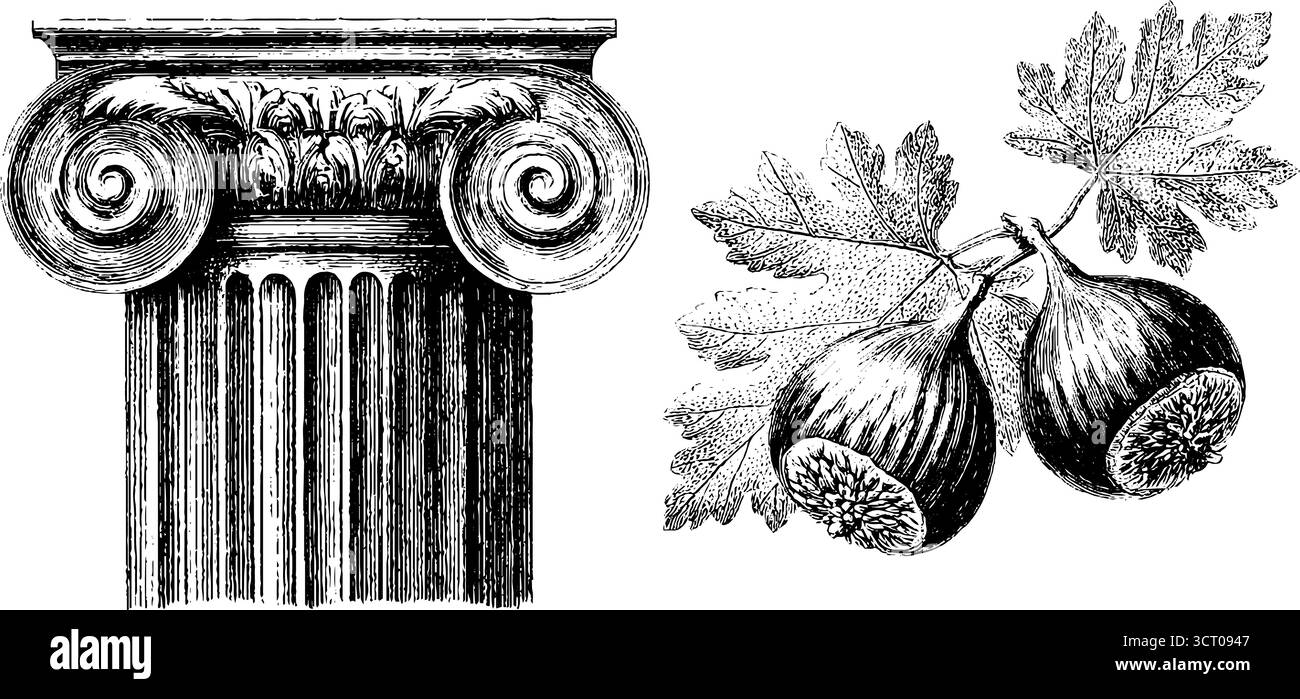 Ensemble d'illustration gravé vintage de colonnes corinthiennes et de feuilles de figuier pour la conception et la décoration. Illustration de Vecteur