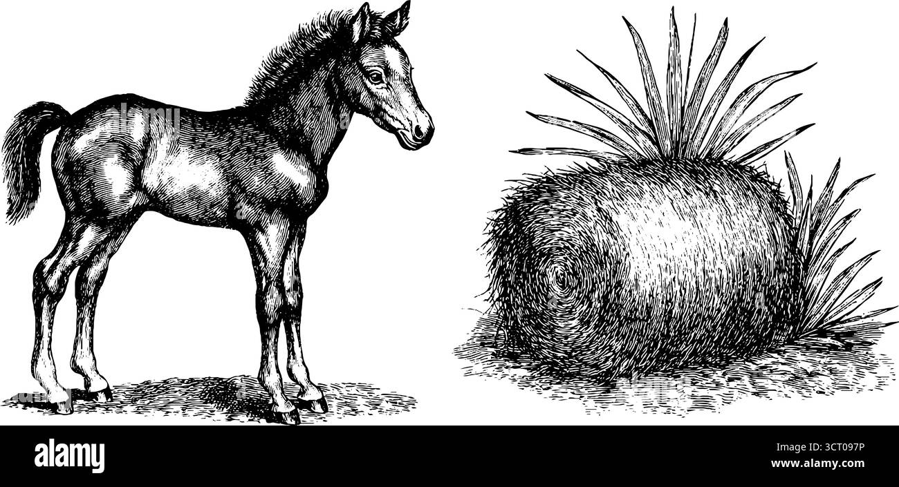 Ensemble d'illustration gravé de poulain et balle de foin pour la conception rétro. Illustration de Vecteur