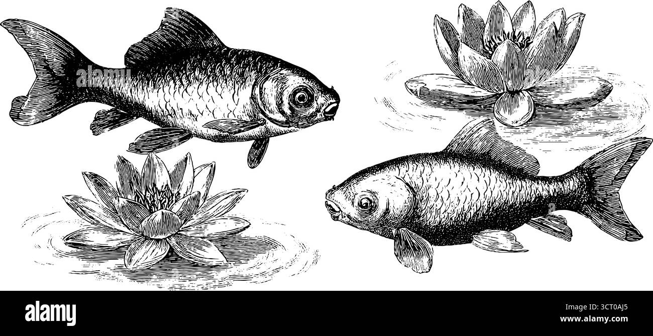 Ensemble complexe gravé de fleurs de carpe koï et de lotus pour la conception artistique et la décoration. Illustration de Vecteur