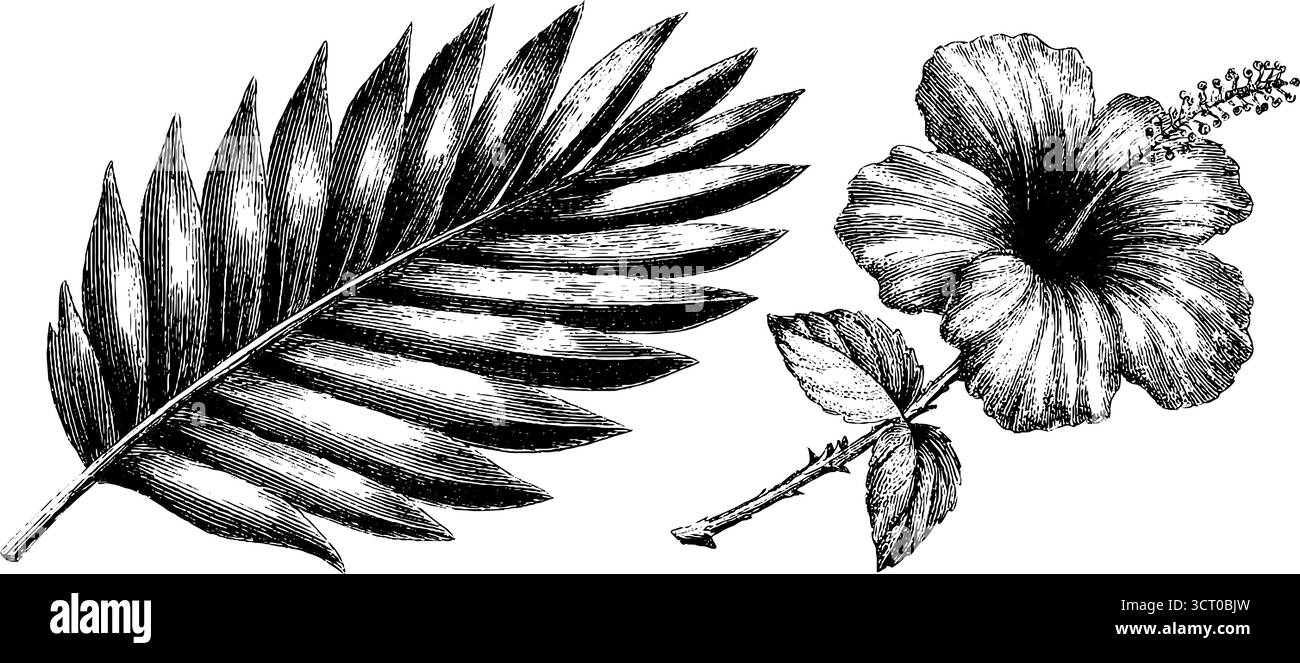Collection de gravure de feuilles de palmier vintage et d'hibiscus pour le design botanique. Illustration de Vecteur