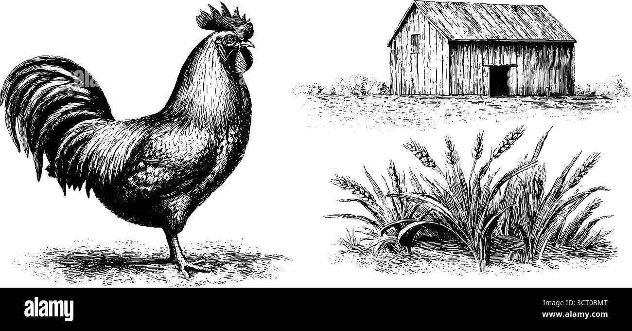 Ensemble gravé vintage de coq, blé et grange pour des projets de design rustique. Illustration de Vecteur