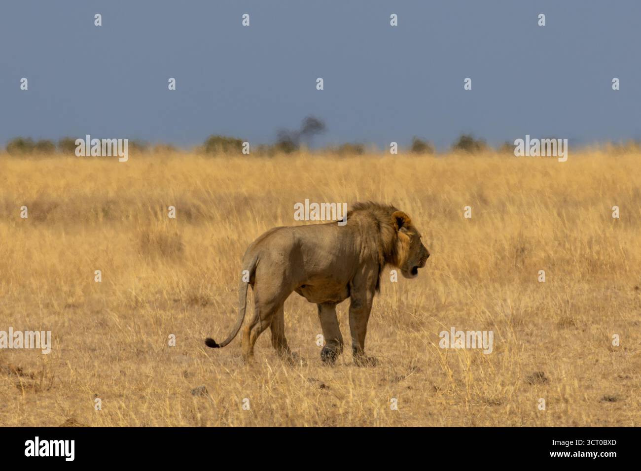 Lion africain mâle (Panthera leo melanochaita) marchant à travers la savane brumeuse du parc national d'Amboseli, au Kenya Banque D'Images