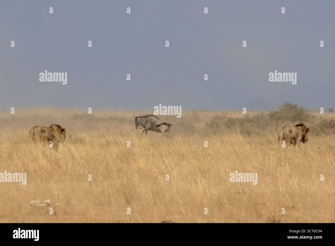 Deux lions (Panthera leo) tentent de traquer un gnous bleu (Connochaetes taurinus) déformé par un mirage de brume de chaleur au-dessus de la savane sèche d'Ambose Banque D'Images
