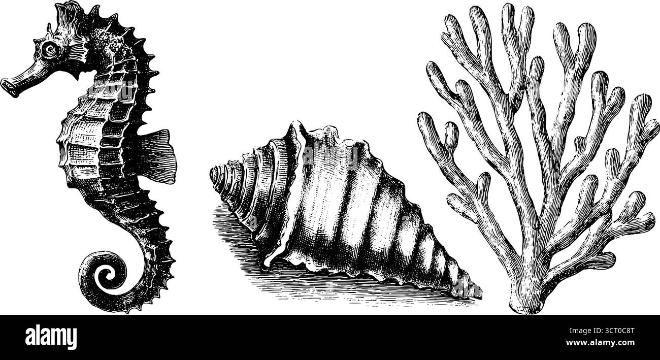 Ensemble d'illustration gravé d'hippocampe, coquille et corail pour la conception nautique. Illustration de Vecteur