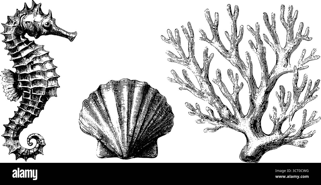 Collection marine Life gravée avec hippocampe, corail et motif coquillage. Illustration de Vecteur