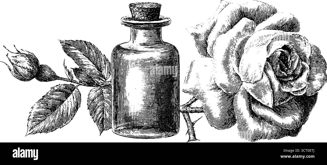 Rose botanique vintage et gravure de flacon de parfum pour les projets de décoration et de design. Illustration de Vecteur