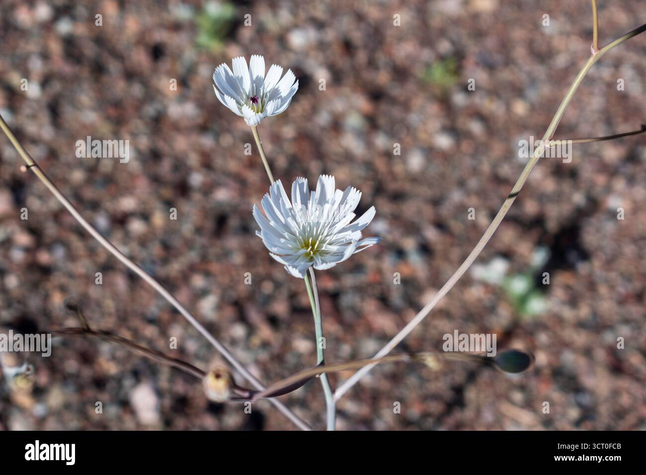 La chicorée du désert blanc fleurit dans le parc national de la Vallée de la mort avec un fond rocheux et une faible profondeur de champ soulignant la structure florale et le contraste. Banque D'Images