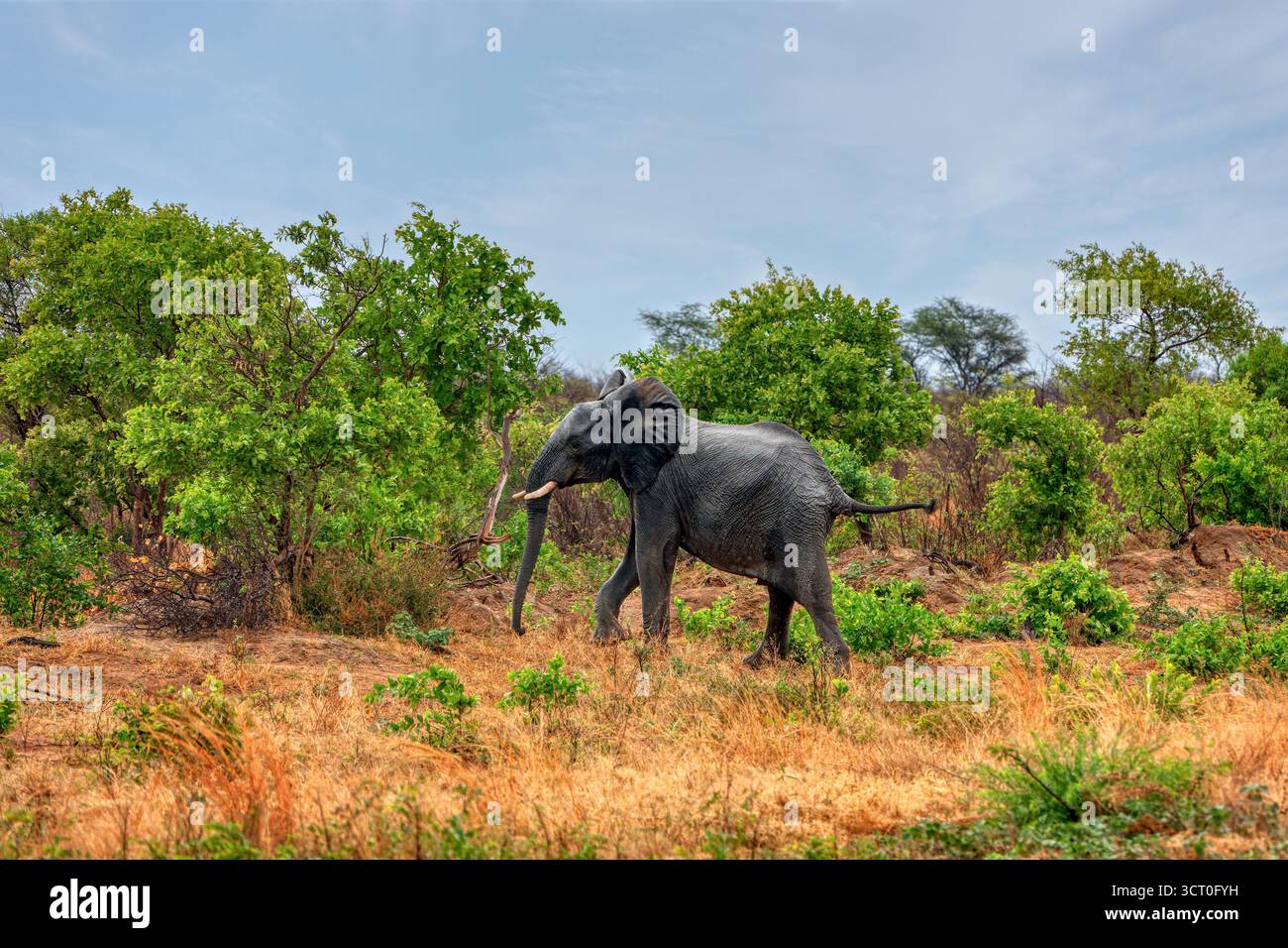 Jeune éléphant d'afrique dans le delta de l'Okavango courant dans la brousse, au Botswana, Afrique du Sud Banque D'Images Jeune éléphant d'afrique dans le delta de l'Okavango courant dans la brousse, au Botswana, Afrique du Sud Banque D'Images