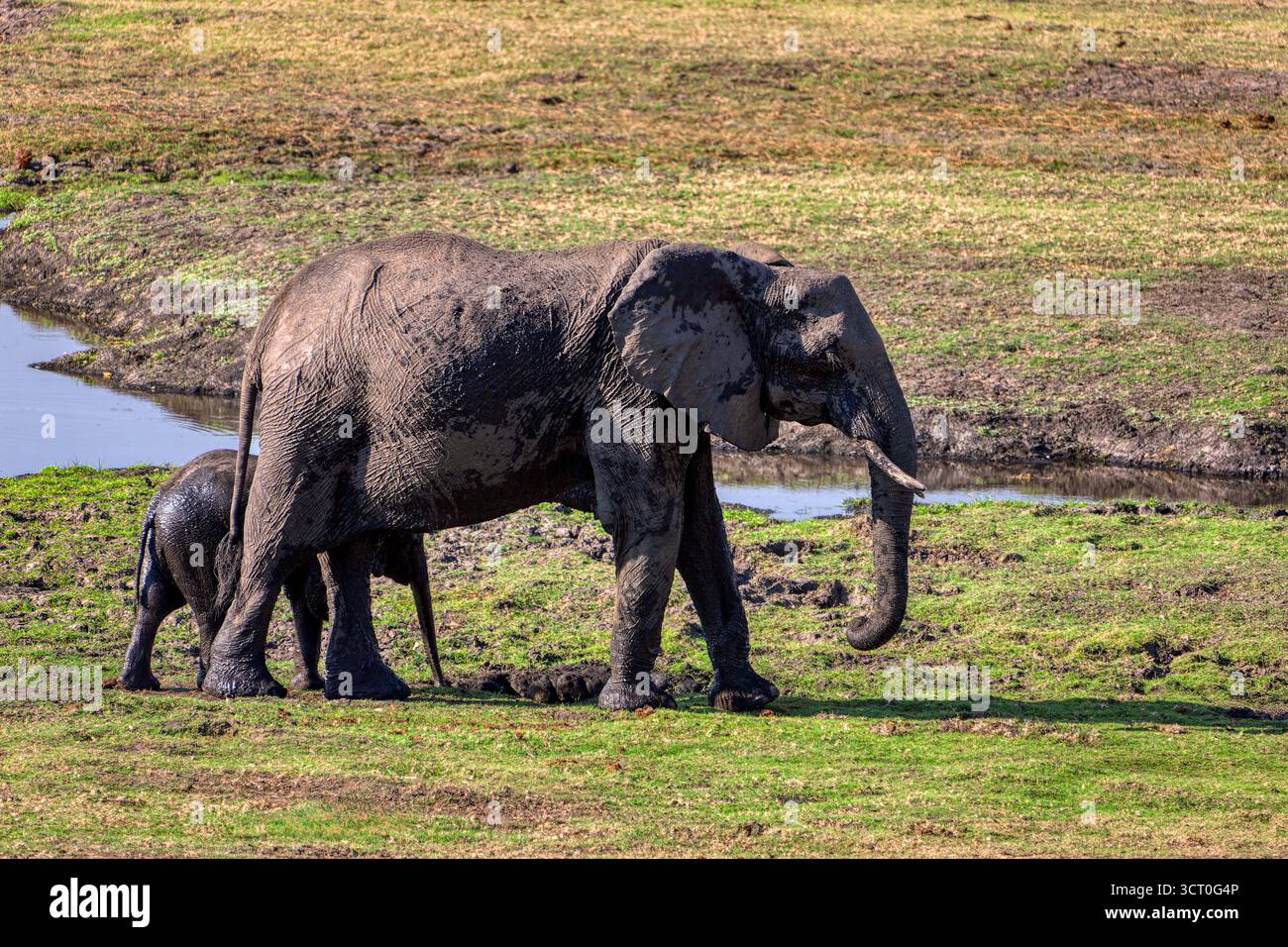 Éléphant d'afrique , mère et veau, dans le delta de l'Okavango pâtissant sur l'herbe fraîche, au Botswana, Afrique du Sud Banque D'Images Éléphant d'afrique , mère et veau, dans le delta de l'Okavango pâtissant sur l'herbe fraîche, au Botswana, Afrique du Sud Banque D'Images