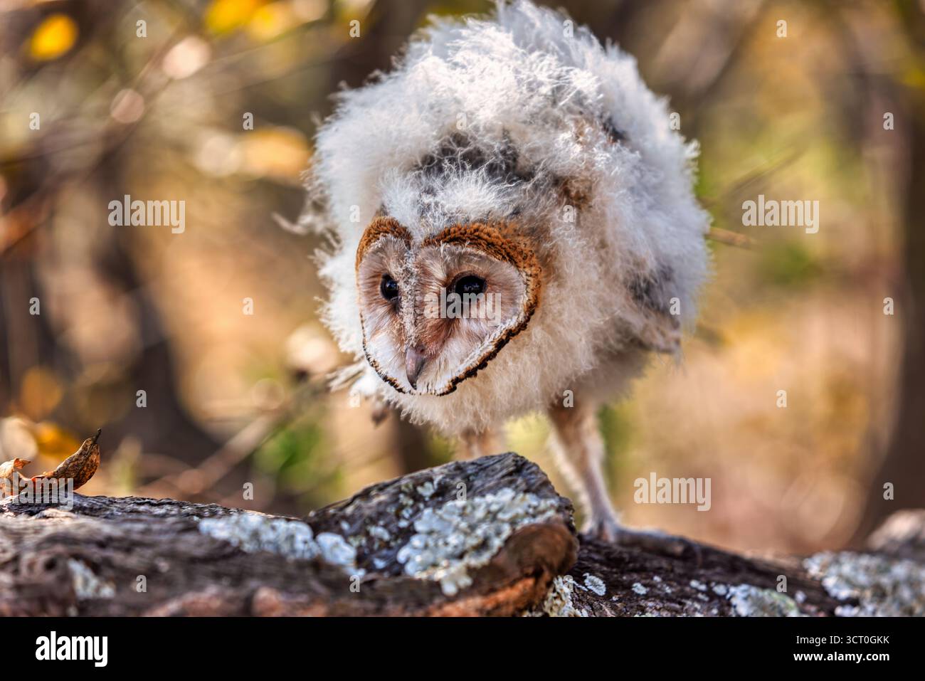 Bébé hibou africain debout sur une branche dans le buisson se réchauffant au soleil, macro headshot Banque D'Images
