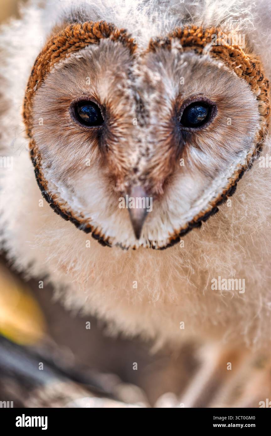 Bébé hibou africain debout sur une branche dans le buisson se réchauffant au soleil, macro headshot Banque D'Images
