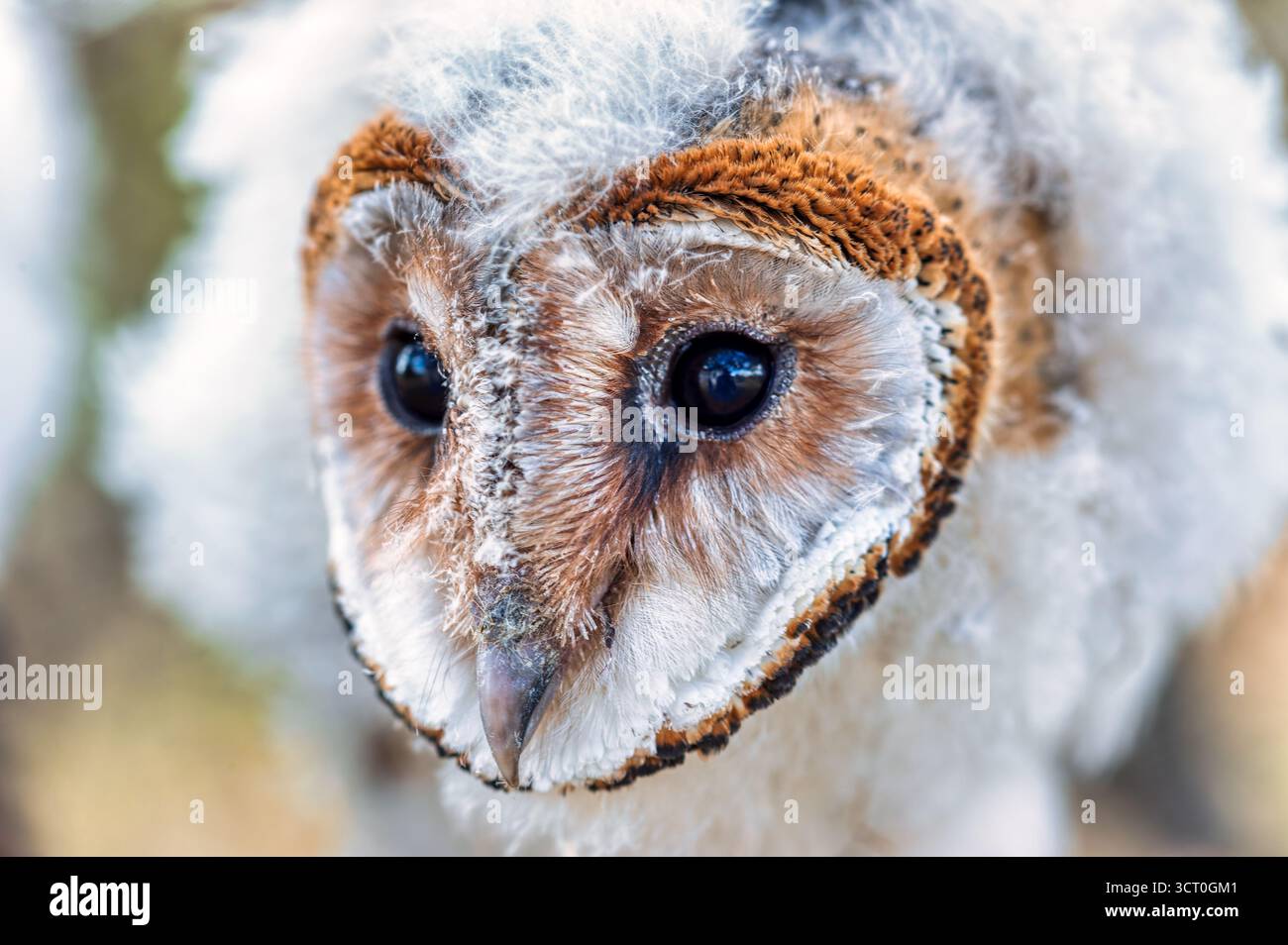 Bébé hibou africain debout sur une branche dans le buisson se réchauffant au soleil, macro headshot Banque D'Images