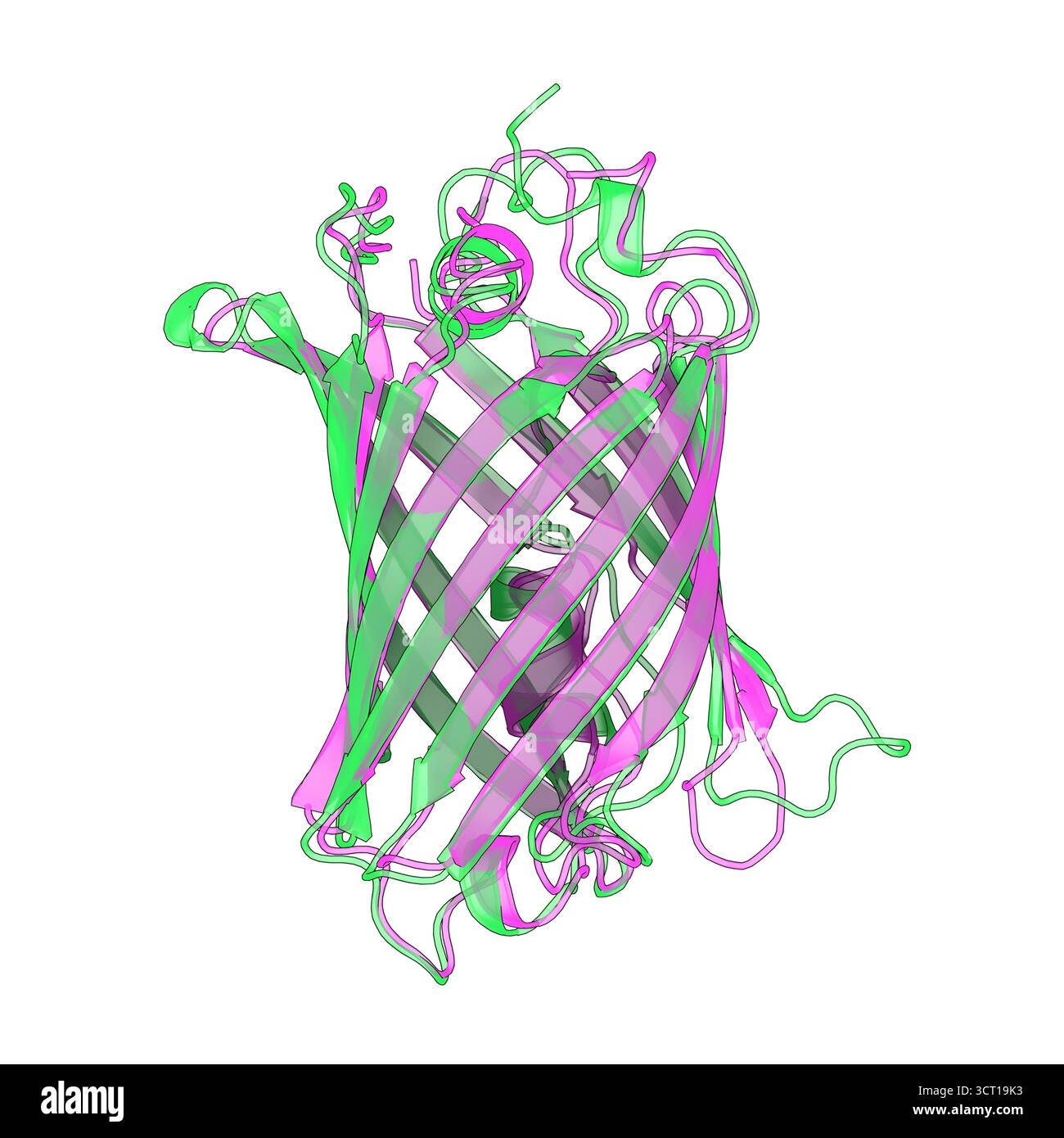 Comparaison structurelle GFP et mCherry, illustration. Banque D'Images