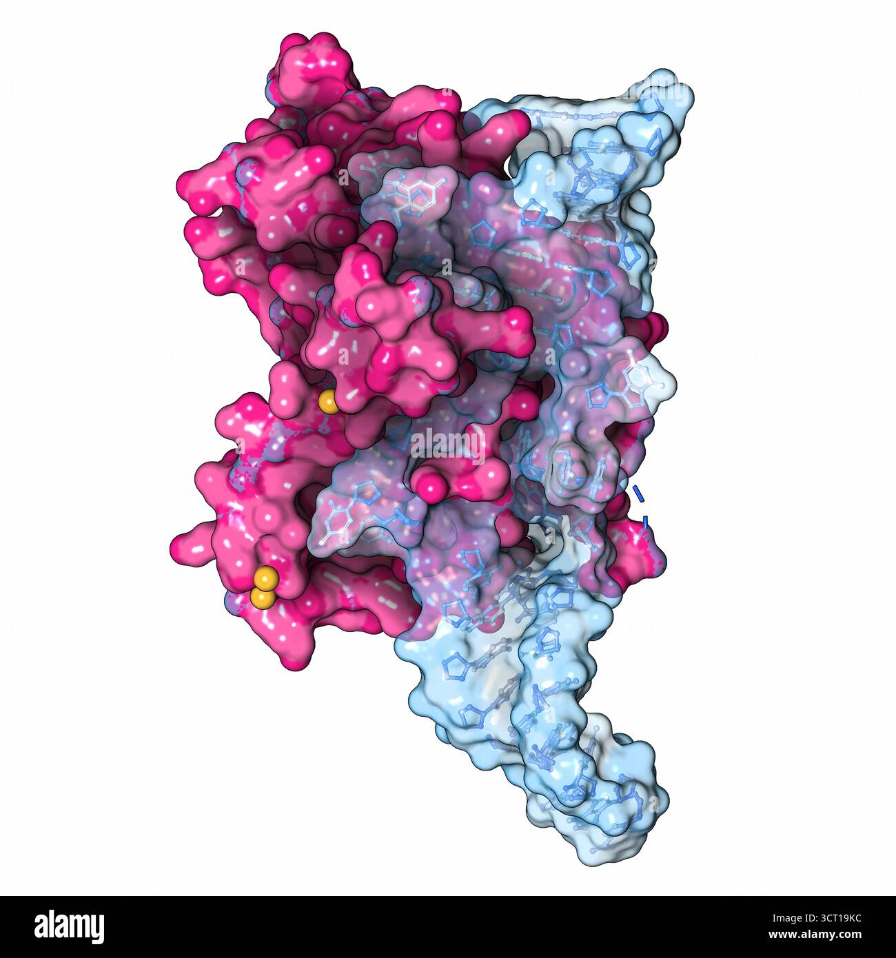 Illustration de la structure radiographique du domaine MRP P3 RNase de levure lié à Pop6 et Pop7, mettant en évidence l’organisation du domaine et les interactions protéiques spécifiques proteinâ€” qui stabilisent le complexe. La structure fournit un aperçu de la façon dont ces sous-unités s'assemblent et fonctionnent ensemble dans le traitement de l'ARN (acide ribonucléique). Banque D'Images