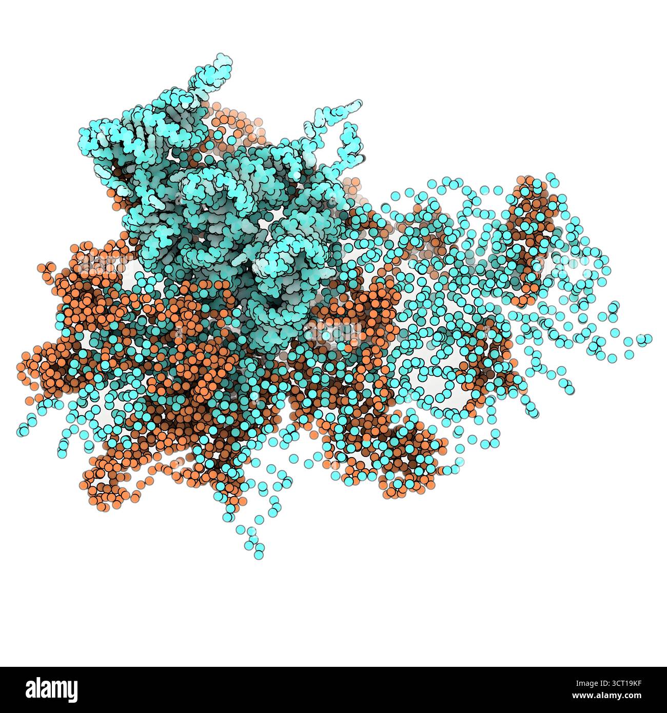 Chemin de l'ARN messager à travers le ribosome, illustration. Banque D'Images