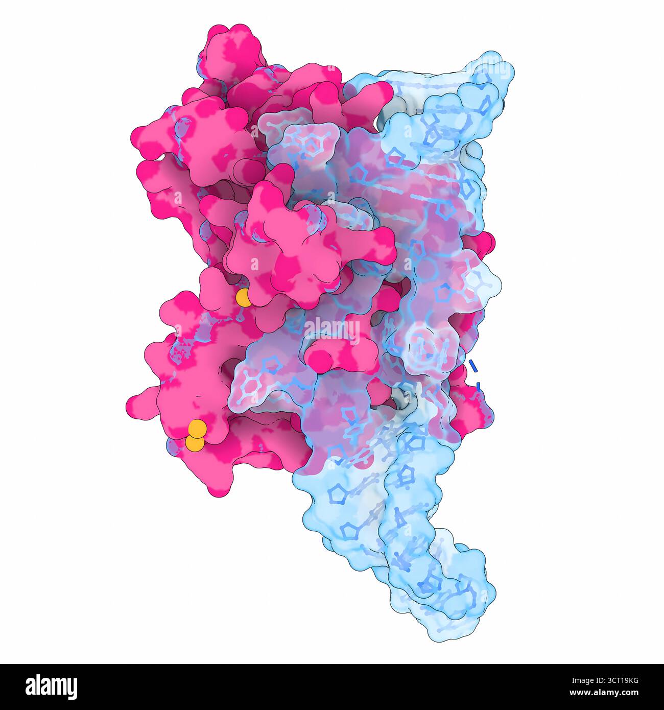 Illustration de la structure radiographique du domaine MRP P3 RNase de levure lié à Pop6 et Pop7, mettant en évidence l’organisation du domaine et les interactions protéiques spécifiques proteinâ€” qui stabilisent le complexe. La structure fournit un aperçu de la façon dont ces sous-unités s'assemblent et fonctionnent ensemble dans le traitement de l'ARN (acide ribonucléique). Banque D'Images