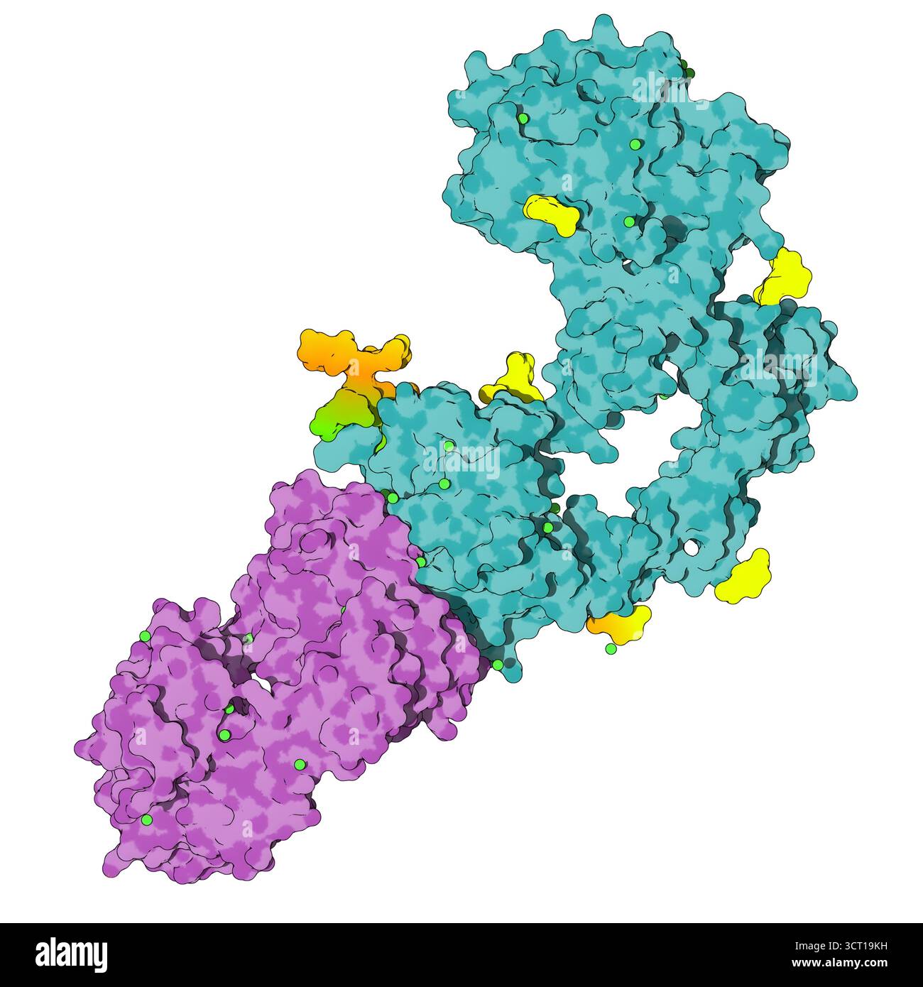 Domaine extracellulaire EGFR lié au cetuximab Fab, illustration. Banque D'Images