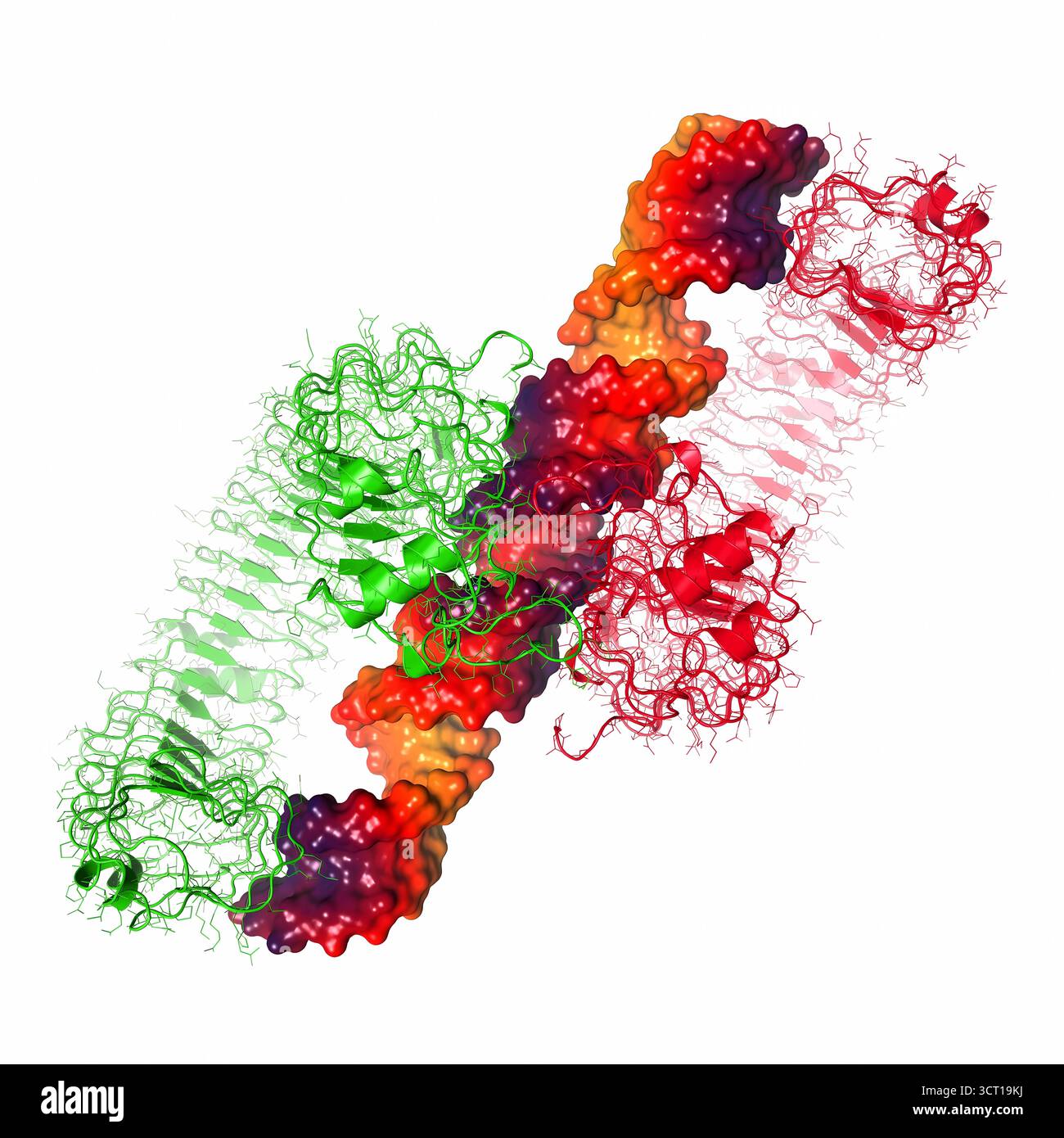Illustration de la structure radiographique de la chloroperoxydase de L. fumago, mettant en évidence les interactions du site actif avec le cyanure et le DMSO. Ces interactions révèlent des caractéristiques catalytiques clés, y compris le positionnement des résidus et des cofacteurs qui facilitent les réactions chimiques. La structure fournit un aperçu du mécanisme enzymeâ€™s et de la façon dont il stabilise les substrats et les inhibiteurs pendant la catalyse. Banque D'Images