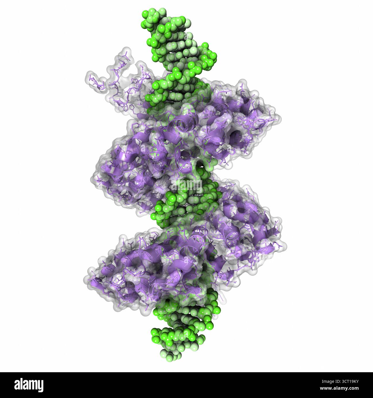 Illustration de la structure radiographique de l’effecteur TAL PthXo1 lié à l’ADN (acide désoxyribonucléique), mettant en évidence ses répétitions en tandem qui reconnaissent spécifiquement les séquences cibles. La structure révèle comment ces répétitions positionnent des résidus clés pour activer l'expression génique d'une manière spécifique à la séquence. Banque D'Images