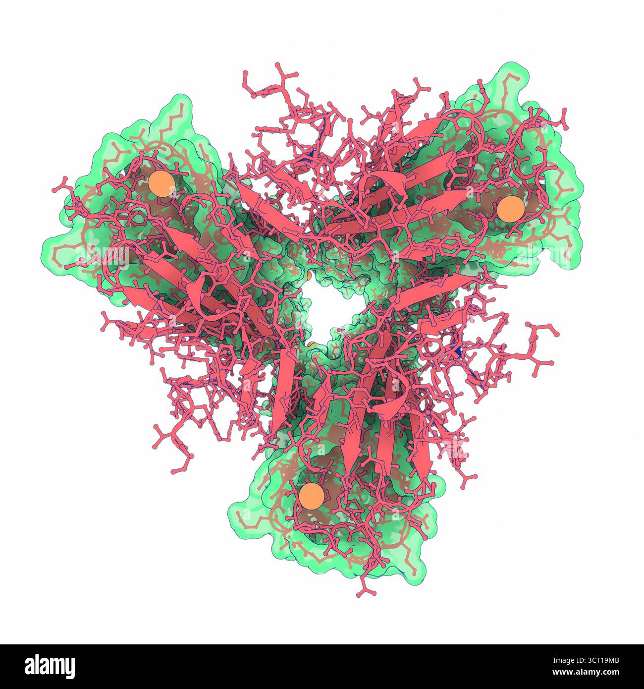 Illustration de la structure radiographique du tripode de base de phage TP901-1, mettant en évidence les protéines de liaison aux récepteurs orientées pour la reconnaissance de l'hôte dans l'état de pré-adhésion. La structure révèle comment la plaque de base est positionnée pour engager les récepteurs bactériens, fournissant un aperçu des étapes initiales de l'infection phagique. Banque D'Images