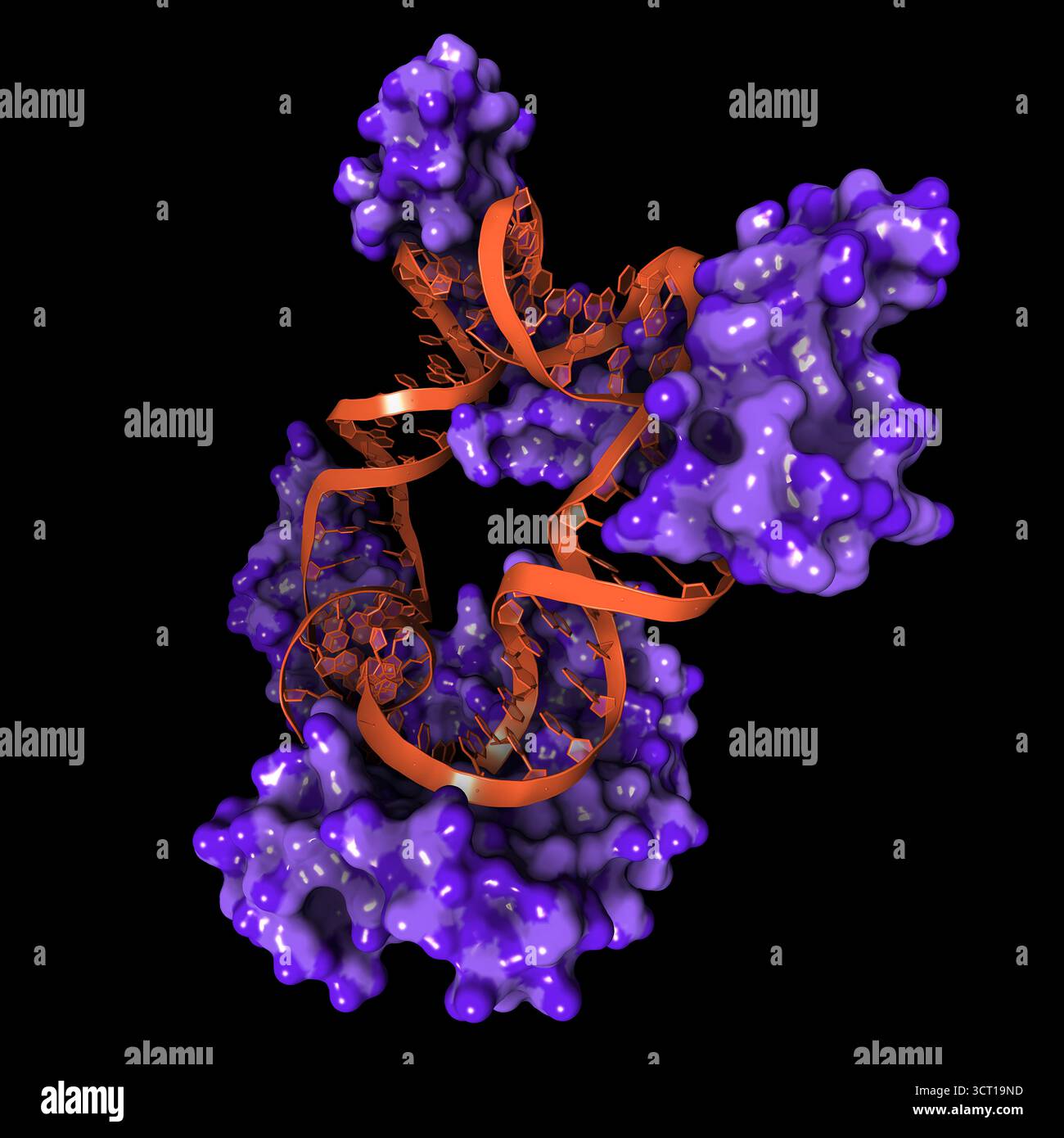 Illustration de la structure radiographique de la levure Abf2p liée à l'ADN (acide désoxyribonucléique), mettant en évidence comment la boîte HMG induit la flexion de l'ADN. La structure révèle les mécanismes moléculaires par lesquels Abf2p compresse l'ADN mitochondrial pour maintenir l'organisation et la stabilité du génome. Banque D'Images