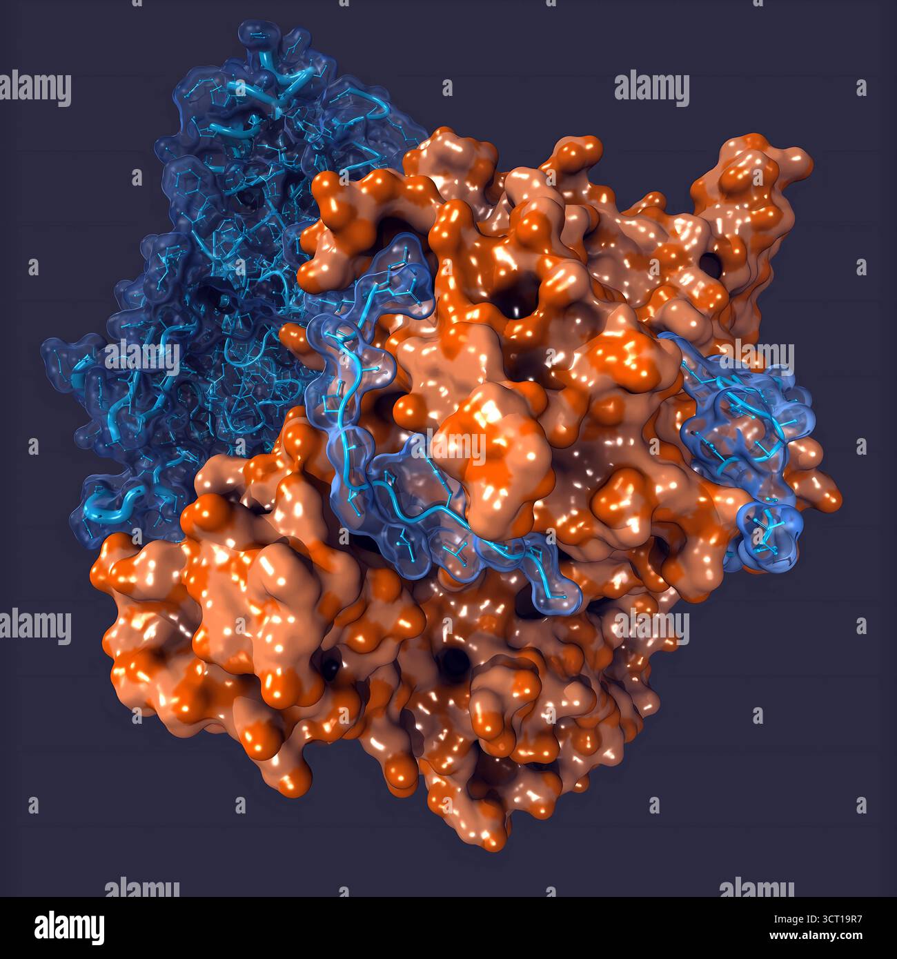 Illustration de la structure du complexe humain E3 ligase lié à RBM39 et Indisulam, mettant en évidence les interactions qui médient la dégradation ciblée des protéines. La structure fournit un aperçu des mécanismes moléculaires de l'ubiquitination sélective et de la clairance protéique thérapeutique. Banque D'Images