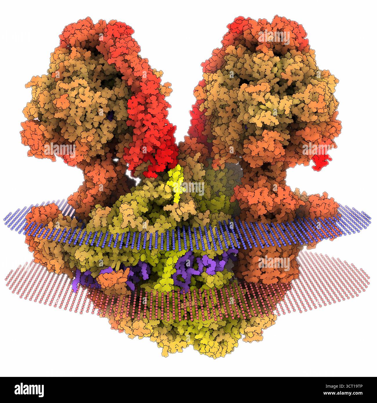 Illustration de la structure par cryo-micrographie électronique (EM) de l’ATP synthase mitochondriale de Tetrahymena, mettant en évidence son arrangement dimérique en U composé de 81 protéines et lipides associés. La structure donne un aperçu de l'organisation et de la fonction de l'enzyme dans la production d'énergie. Banque D'Images