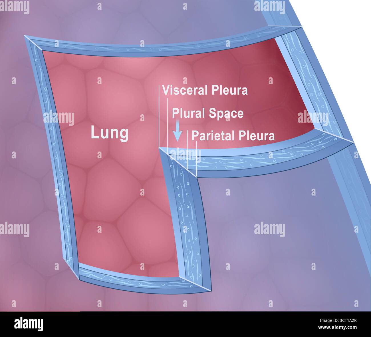 Illustration de la plèvre pulmonaire, fournissant une vue détaillée de la membrane entourant les poumons, connue sous le nom de plèvre. La couche viscérale qui recouvre la surface pulmonaire et la couche pariétale qui tapisse la cavité thoracique sont mises en évidence. Il joue un rôle crucial dans la mobilité pulmonaire pendant la respiration. Banque D'Images