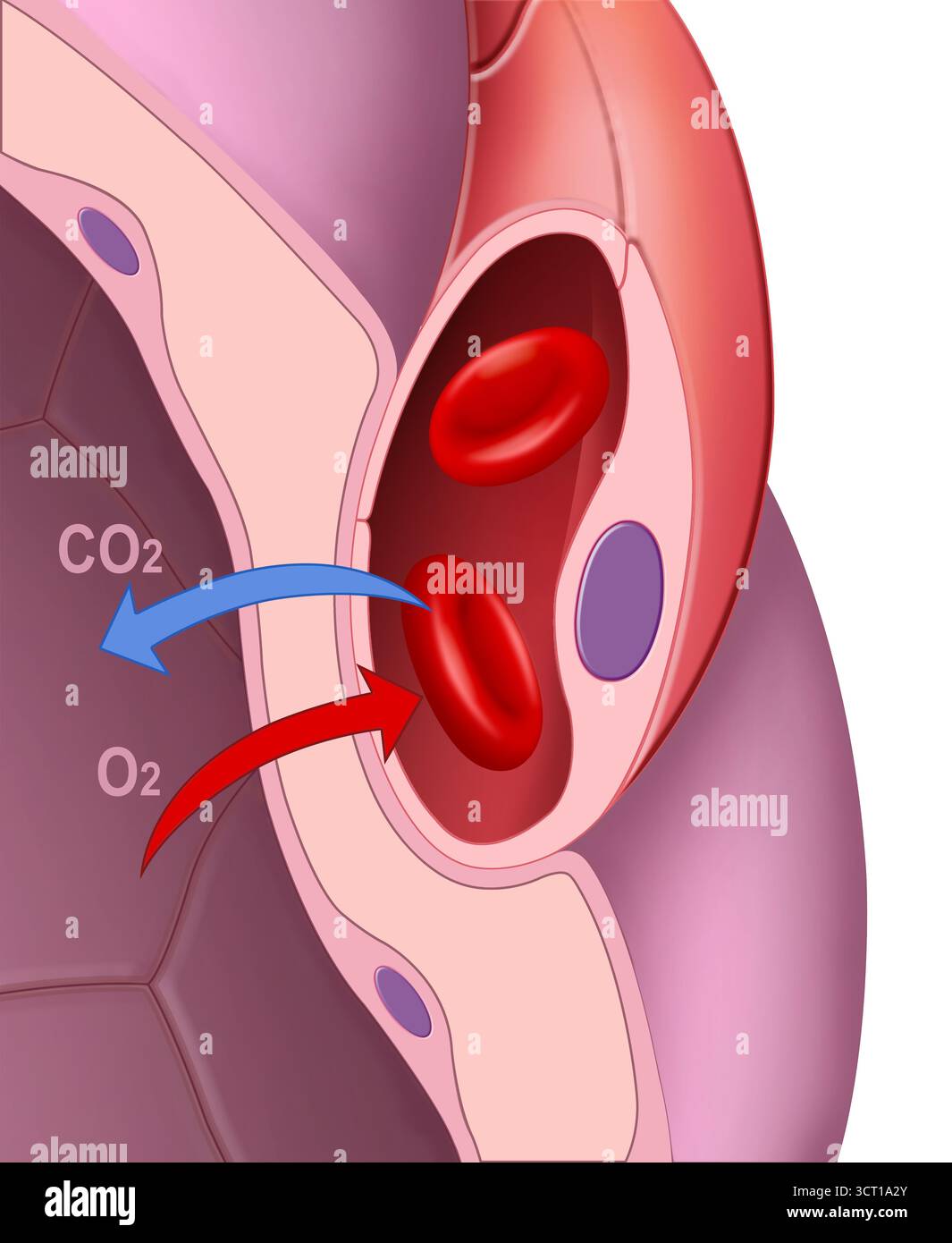 Illustration d'un détail de l'alvéole. C'est là qu'un échange gazeux, ou hématose, se produit. Ceci décrit le processus biologique responsable de l'échange gazeux dans les poumons pendant la respiration. Dans les alvéoles pulmonaires, l'oxygène contenu dans l'air inhalé est transféré aux capillaires sanguins, où il se lie aux globules rouges. Banque D'Images