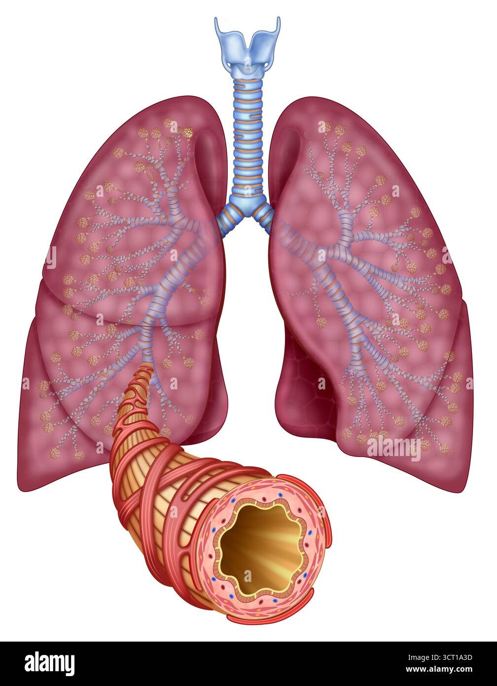 Illustration d'une branche bronchique émergeant du poumon au premier plan. Les branches bronchiques sont les principales voies respiratoires dans les poumons. Il détaille la ramification de la trachée en bronches primaires, qui à leur tour se divisent en bronches secondaires et, par la suite, en bronchioles plus petites. Banque D'Images