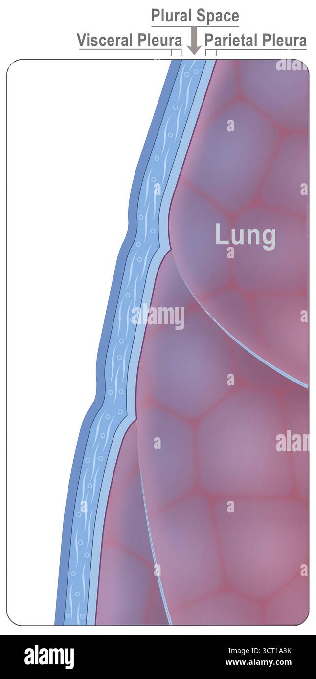 Illustration de la membrane entourant les poumons, connue sous le nom de plèvre. La couche viscérale qui recouvre la surface du poumon et la couche pariétale qui tapisse la cavité thoracique sont mises en évidence. La plèvre facilite la mobilité des poumons pendant la respiration. Banque D'Images