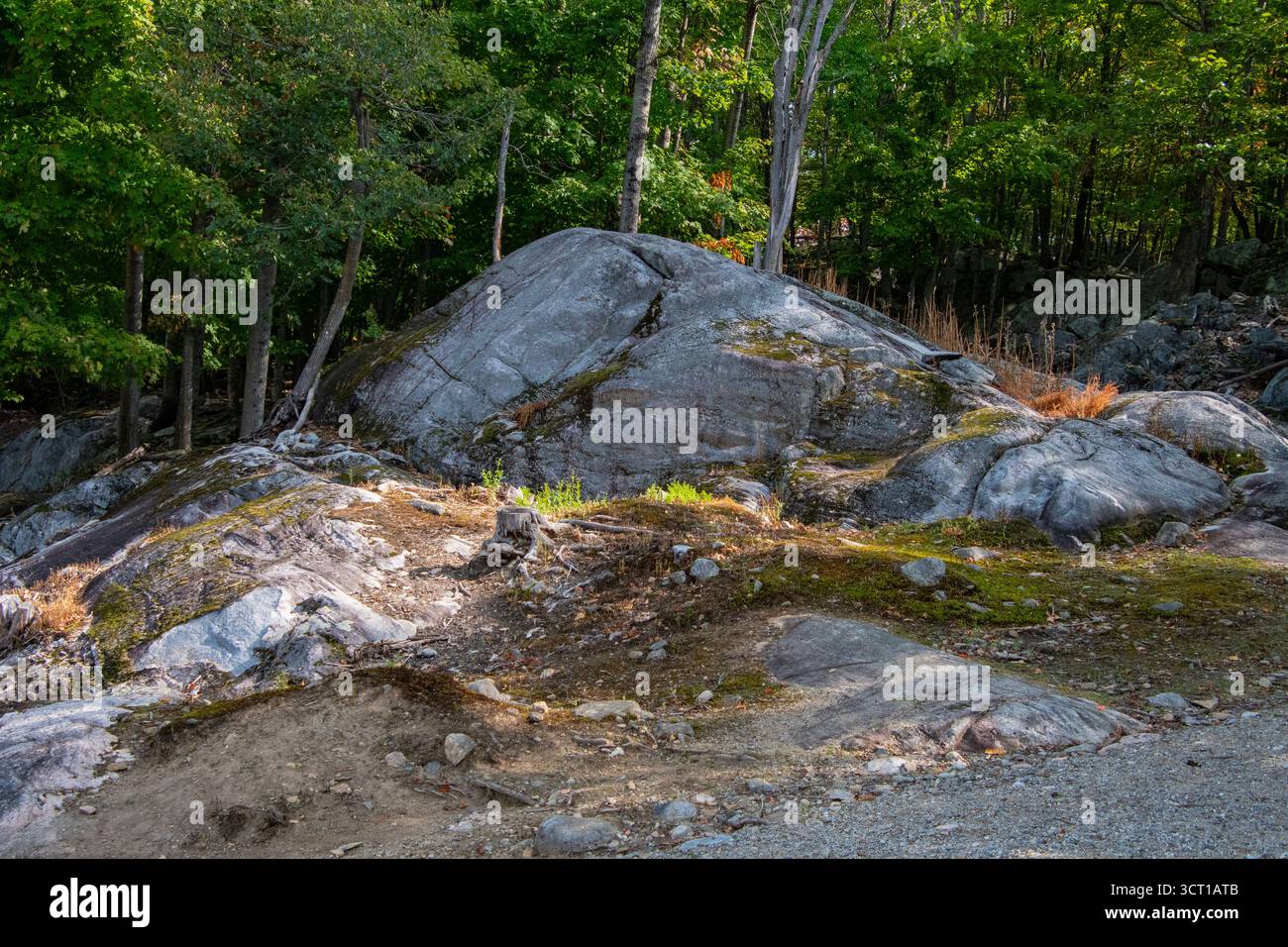 Bedrock dans les Laurentides. Banque D'Images