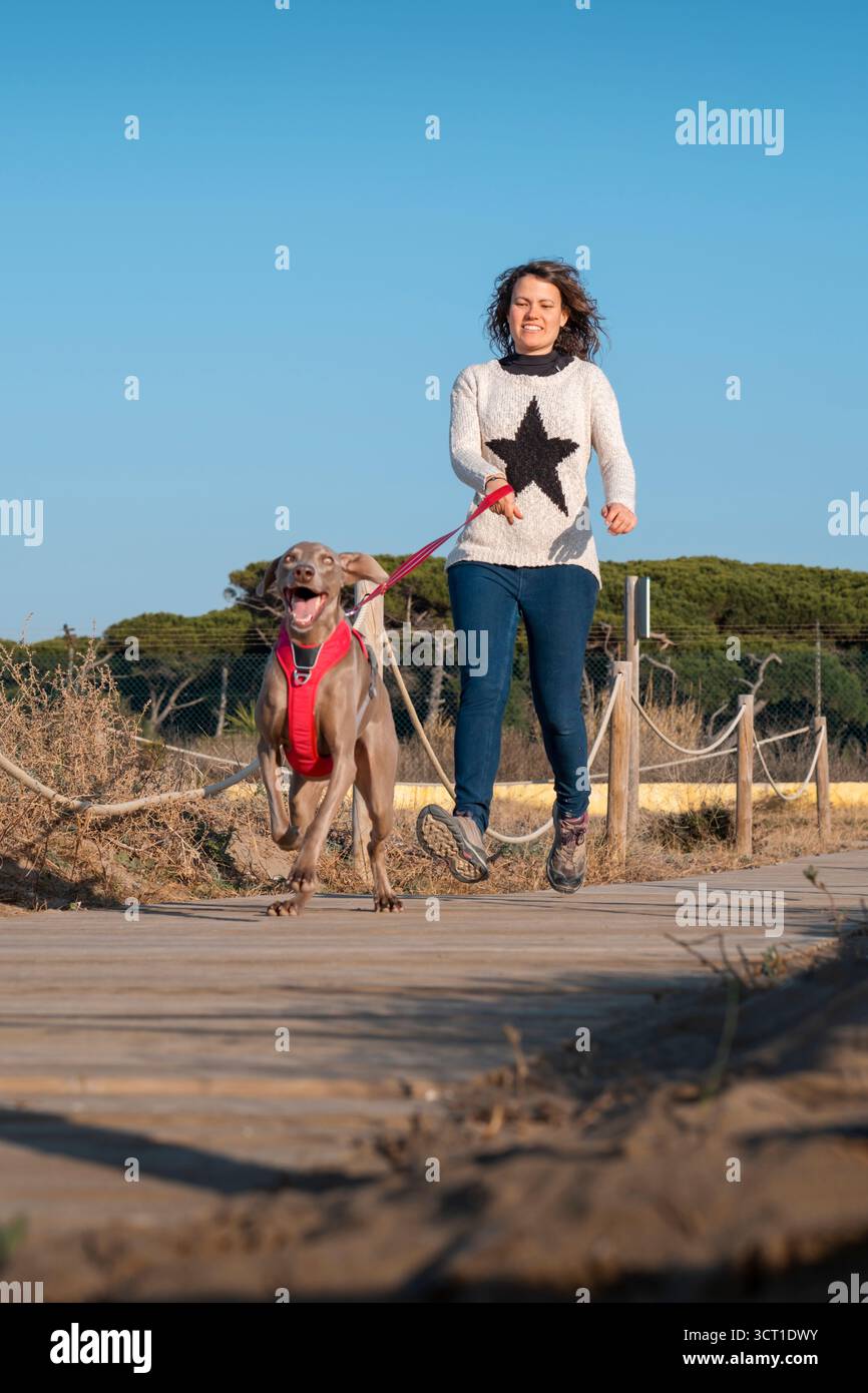 Jeune femme en vêtements décontractés et son chien Weimaraner heureux et énergique, portant un gilet rouge, courant ensemble sur une passerelle en bois dans un parc naturel sur un Banque D'Images