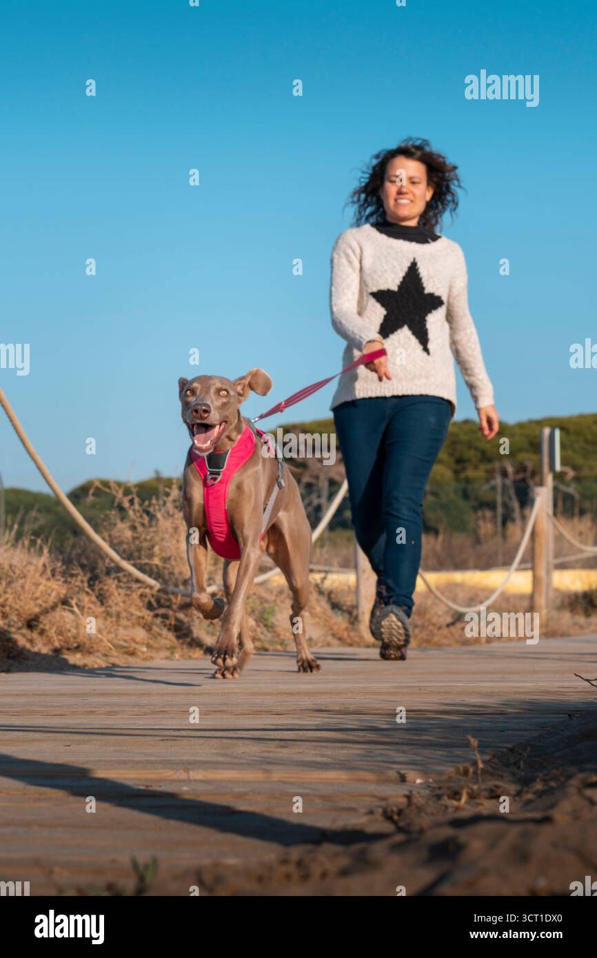 Femme souriante marchant avec son heureux chien Weimaraner courant devant, tous deux en laisse, sur un chemin en bois près des dunes de sable sous un ciel bleu clair Banque D'Images