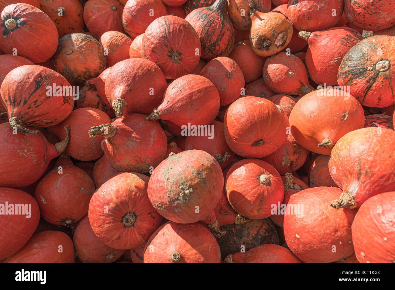 Courge rouge Kuri, citrouilles Hokkaido (Cucurbita maxima) fraîchement récoltées en Allemagne Banque D'Images